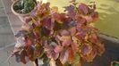 Arbore magic persan (Parrotia persica)