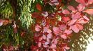 Dracila rosie (Berberis thunbergii atropurpurea)