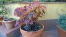 Arbore magic persan (Parrotia persica)