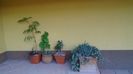 Acacia leucophloea, Bougainvillea & Maslini (Olea europaea)