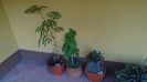 Acacia leucophloea, Bougainvillea & Maslini (Olea europaea)