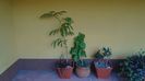 Acacia leucophloea, Bougainvillea & Maslini (Olea europaea)
