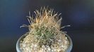 Sclerocactus (Ancistrocactus) scheeri