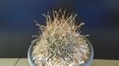 Sclerocactus (Ancistrocactus) scheeri