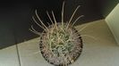 Sclerocactus (Glandulicactus) uncinatus ssp. wrightii, JM136 Marathon, Tx