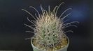Sclerocactus (Glandulicactus) uncinatus ssp. wrightii, JM136 Marathon, Tx