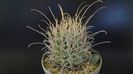Sclerocactus (Glandulicactus) uncinatus ssp. wrightii, JM136 Marathon, Tx