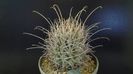 Sclerocactus (Glandulicactus) uncinatus ssp. wrightii, JM136 Marathon, Tx