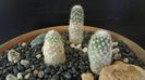 Grup de 7 Pediocactus