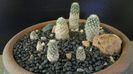 Grup de 7 Pediocactus