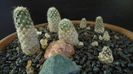 Grup de 7 Pediocactus