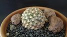 Pediocactus knowltonii (-20C)