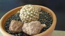Pediocactus knowltonii (-20C)
