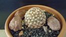 Pediocactus knowltonii (-20C)