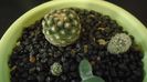 Pediocactus paradinei & Pediocactus simpsonii v. minor (-20C)