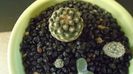 Pediocactus paradinei & Pediocactus simpsonii v. minor (-20C)