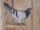 RO 15-533163 M (D.Balmann X G.Sendruc)
