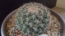 Mammillaria johnstonii