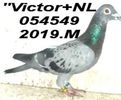2019=054549 =M- vict