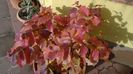 Arbore magic persan (Parrotia persica)