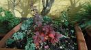 Dracila rosie (Berberis thunbergii ”Golden Ring”)