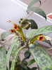 Aeschynanthus Logicaulis2