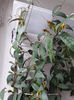 Aeschynanthus Logicaulis4