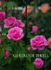 Gertrude Jekyll (Urcator) 70