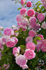 Jasmina (urcator) 70