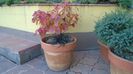 Arbore magic persan (Parrotia persica)