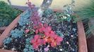 Dracila rosie (Berberis thunbergii ”Golden Ring”)