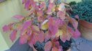 Arbore magic persan (Parrotia persica)