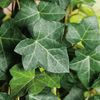 Hedera Hibernica 3