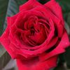 botero-trandafir-urcator-2_1800x1800