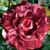 brownie-climbing-rose-5_300x300