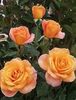 images (1) (7)