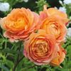 Lady-of-Shalott-6_1800x1800