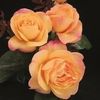 images (1) (6)