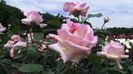 images (1) (4)
