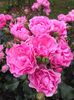 Plantnrelax-I-am-grateful (1)