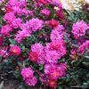 Purple_Rain_359954511620b8