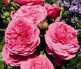 7803414_WE_DE_002_NostalgieBeetroseBaronesseTantauRet