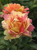 Rosa_'Rose_des_Cisterciens'_03