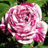 ferdinand-pichard-hybrid-perpetual-rose