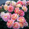 rose-des-cisterciens-8_1800x1800