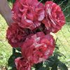 brownie-climbing-rose-1_1200x1200