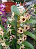 Img. 2021.12.27-dendrobium