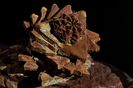 E. Martinez - Gymnocalycium anisitsii