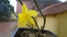 1 ian. 2022 - Iasomie de iarna (Jasminum nudiflorum)