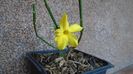 1 ian. 2022 - Iasomie de iarna (Jasminum nudiflorum)